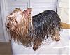 Toby, the Wet/Dry Look!-rt1.jpg