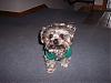 New Thermal Shirt from Petsmart-Adorable!-jaxons-new-thermal-shirt-1.jpg