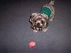 New Thermal Shirt from Petsmart-Adorable!-jaxons-new-thermal-shirt-2.jpg