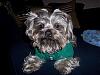 New Thermal Shirt from Petsmart-Adorable!-jaxons-new-thermal-shirt.jpg