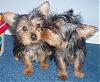 Had to share these two-yorkiebabykisses.jpg