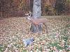 Deer Hunter in my Backyard-deer-hunter.jpg