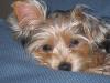 2 Wild And Crazy Yorkies-baby-girl-june-05-copy.jpg