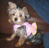 2 Wild And Crazy Yorkies-pretty-girl-sweet-pea-july_05-copy.jpg