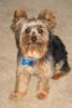 2 Wild And Crazy Yorkies-seb-sweet-pea-doggie-park-summer-05-002-copy.jpg