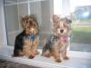 2 Wild And Crazy Yorkies-seb-sweet-pea-doggie-park-summer-05-007-copy.jpg