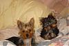 Updated Pics of Bella & Colby-dsc00862-800x600-.jpg