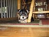 Morkie Pictures-babycooper.jpg