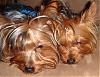 We have been completely abused.......-tuckered-out-1108.jpg