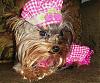 Mattie in her "Daddys Little Girl" Shirt-dogspixiesticknov2007-015.jpg