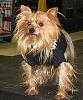 Best in Show at Petco Fashion Show-img_4525a.jpg