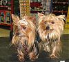 Best in Show at Petco Fashion Show-img_4528a.jpg