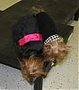 Best in Show at Petco Fashion Show-img_4529a.jpg