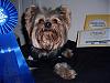 Mr. Biggs and Barkin Dog Clothes WON best in show!!!-000_0483.jpg