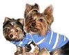 My Gorgeous Stud Muffins model their new sweaters!!! WARNING! HANDSOM OVERLOAD!-brooklyn-brodie-111707.jpg