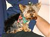 Daisy & Jersey got haircuts-dsc03503-648-x-486-.jpg