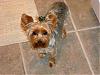 Daisy & Jersey got haircuts-dsc03514-648-x-486-.jpg