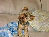 Daisy & Jersey got haircuts-dsc03524-648-x-486-.jpg