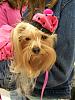 Daisy won Best in Show at Petco 2007 Fall Fashion Show!-daisy4.jpg