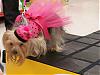 Daisy won Best in Show at Petco 2007 Fall Fashion Show!-daisy.jpg