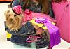 Daisy won Best in Show at Petco 2007 Fall Fashion Show!-daisy2.jpg