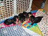 Pictures Galore of Lexie's pups @ 5 weeks!-11-14-puppies-play.jpg