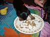 Pictures Galore of Lexie's pups @ 5 weeks!-11-13-fist-attempt-gruel.jpg