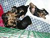 Pictures Galore of Lexie's pups @ 5 weeks!-11-16-help-ive-fallen.....cant-get-up.jpg