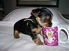 Pictures Galore of Lexie's pups @ 5 weeks!-11-18-candy-sipping-cup.jpg