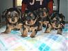 Pictures Galore of Lexie's pups @ 5 weeks!-11-18-lexies-four-5-weeks.jpg