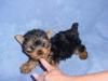 General Patton Will Be Getting A New Sister!!!-babyyorkie2.jpg