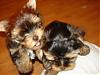 9 Weeks Old Double Trouble-cj-048-600-x-450-.jpg