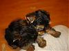 9 Weeks Old Double Trouble-cj-049-600-x-450-.jpg