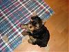 9 Weeks Old Double Trouble-cj-051-600-x-450-.jpg