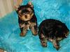 9 Weeks Old Double Trouble-cj-054-600-x-450-.jpg