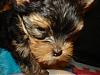 9 Weeks Old Double Trouble-cj-055-600-x-450-.jpg