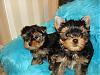 9 Weeks Old Double Trouble-cj-056-600-x-450-.jpg