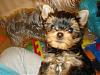 9 Weeks Old Double Trouble-cj-057-600-x-450-.jpg