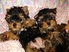 9 Weeks Old Double Trouble-cj-063-600-x-450-.jpg