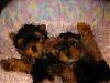 9 Weeks Old Double Trouble-cj-065-600-x-450-.jpg