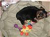 Peanut Presley's first weekend with us...-213927.jpg