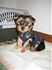 Peanut Presley's first weekend with us...-121042.jpg