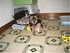 Peanut Presley's first weekend with us...-195344.jpg
