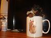 ♥Do you wanna see a REAL TEACUP YORKIE ??♥-dsc04231.jpg
