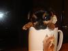 ♥Do you wanna see a REAL TEACUP YORKIE ??♥-dsc04233.jpg