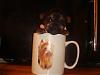 ♥Do you wanna see a REAL TEACUP YORKIE ??♥-dsc04246.jpg