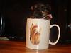 ♥Do you wanna see a REAL TEACUP YORKIE ??♥-dsc04248.jpg