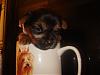 ♥Do you wanna see a REAL TEACUP YORKIE ??♥-dsc04253.jpg