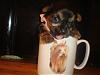 ♥Do you wanna see a REAL TEACUP YORKIE ??♥-dsc04257.jpg