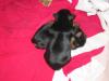 Our new puppies-two-pups.jpg